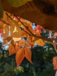 Bild vergr��ern: KulturHerbst_und_Symposium_BunVenit